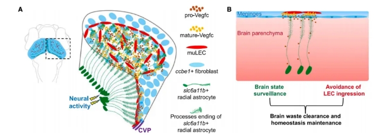Single-Cell_RNA-Seq_of_Zebrafish_Brain_Reveals_Glia-Mediated_Regulation_of_Lymphatic_Development_07.png