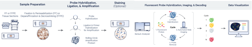 Figure_3._Xenium_Workflow_Overview.webp