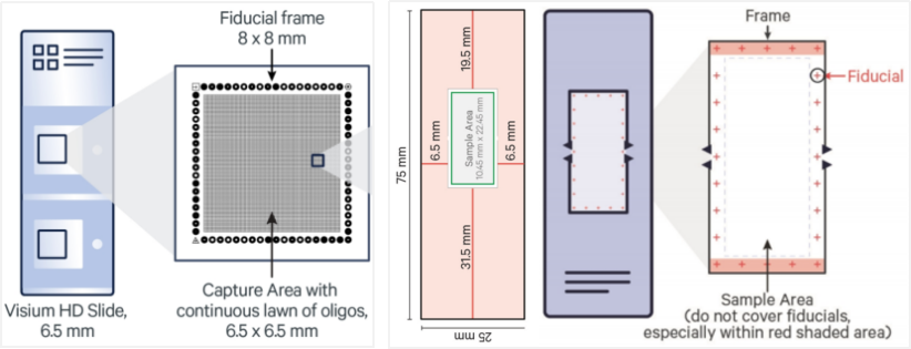 Figure_4._Comparison_Between_Xenium_and_Visium_HD_Slides.webp