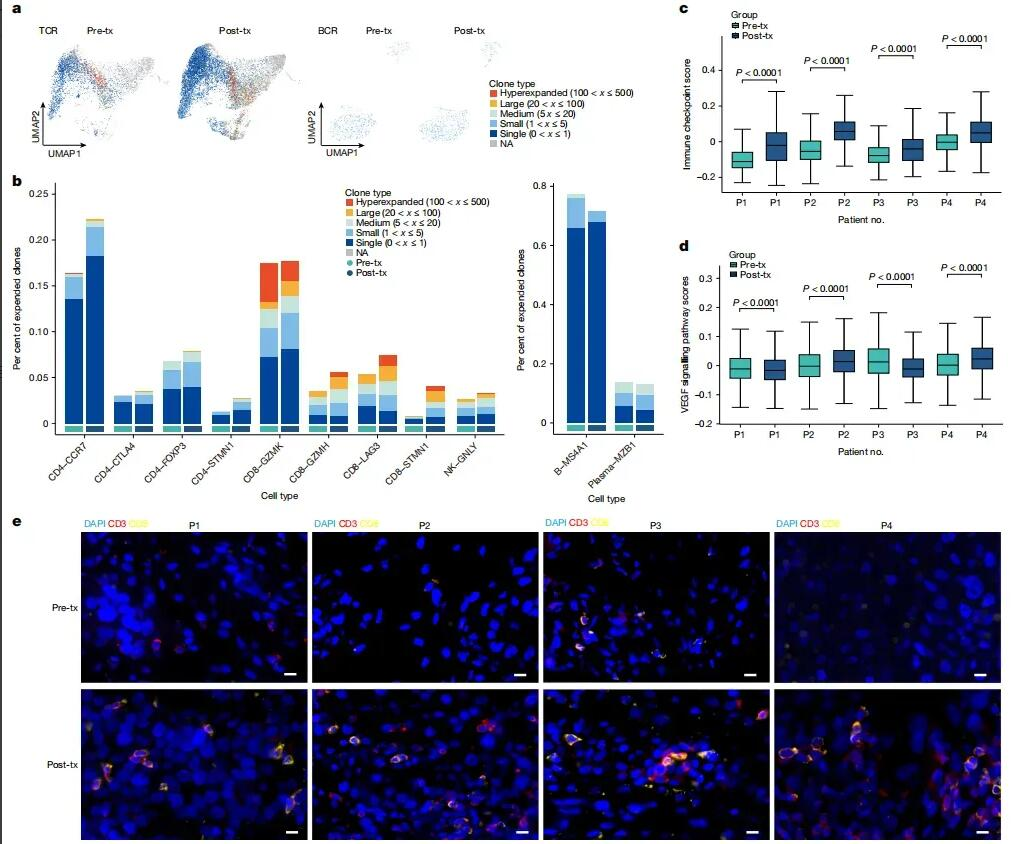 VG161_treatment_modulates_the_TME_and_enhances_T-cell_infiltration_into_tumors.webp
