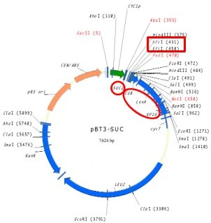 Figure_2._Map_of_the_pBT3-SUC_vector_showing_the_SUC2_signal_sequence_upstream_of_the_cDNA_insertion_site..webp