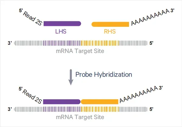Schematic_of_Visium_HD_Probe_Structure.webp