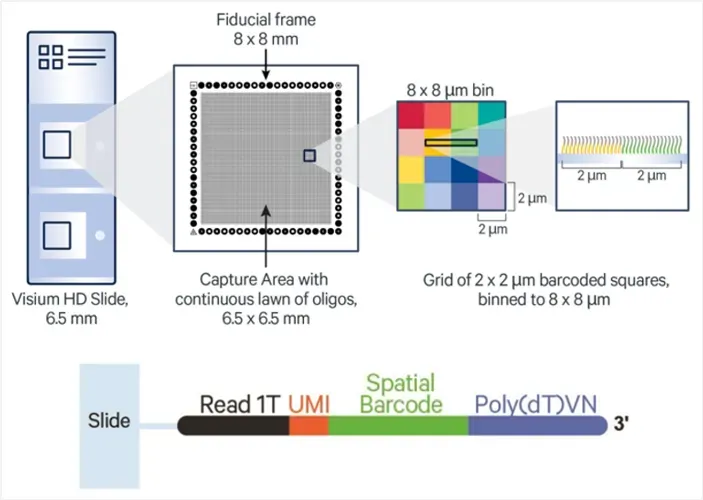 Schematic_of_Visium_HD_Slide_Capture_Area_.webp