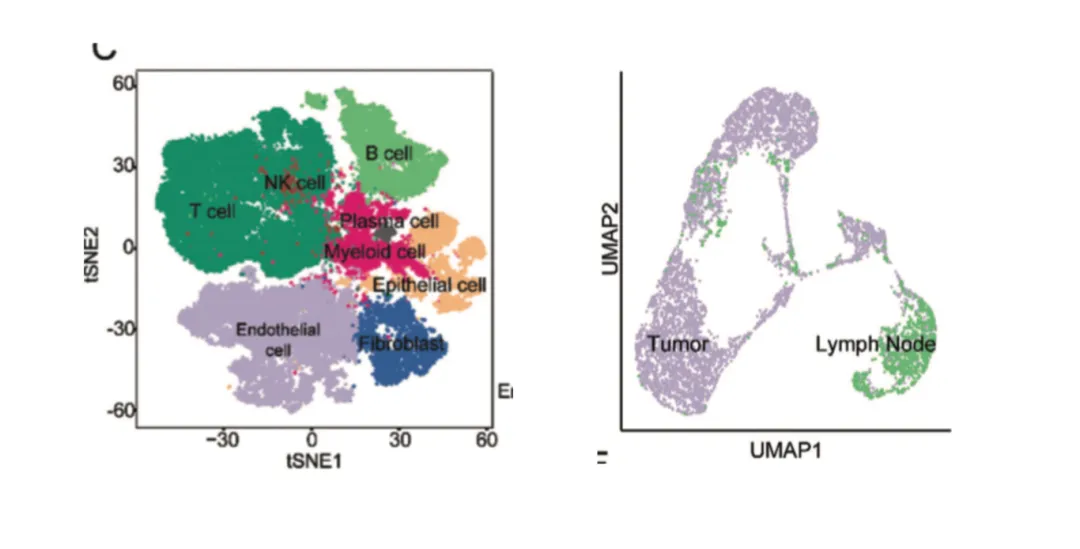 t-SNE_plots.webp