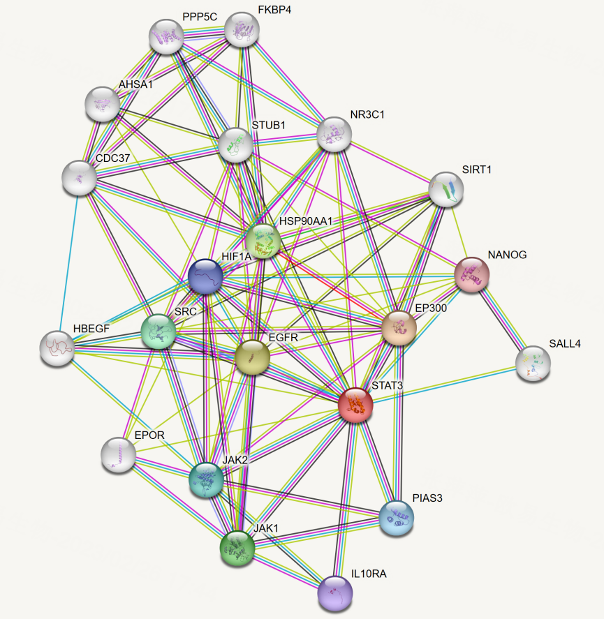ppi-network-comparison-string-biogrid-yeast-library.webp ppi-network-comparison-string-biogrid-yeast-library.webp