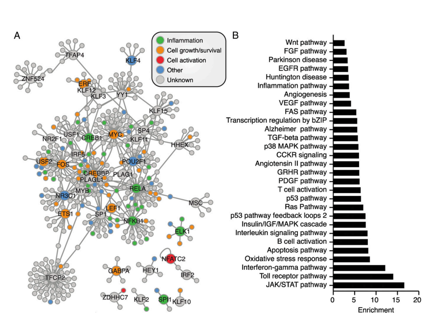 protein-dna-interaction-regulatory-network-y1h-screening.webp protein-dna-interaction-regulatory-network-y1h-screening.webp