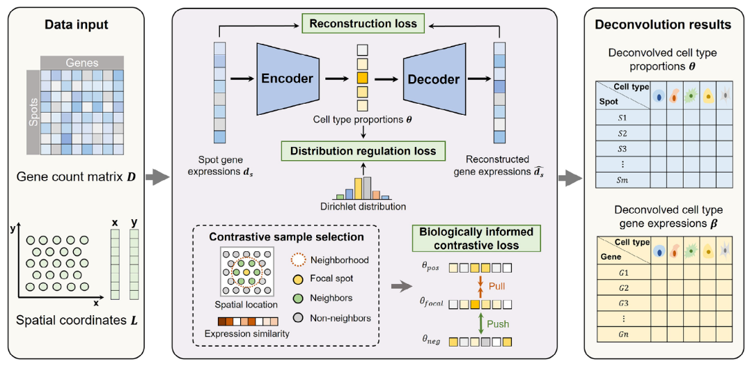 surf-framework-reference-free-deconvolution.webp