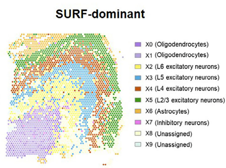 surf-human-prefrontal-cortex-visium.webp
