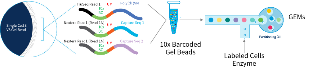 10x-chromium-single-cell-rna-seq-gem-formation.webp