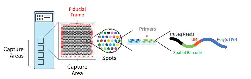 10x-visium-spatial-transcriptomics-slide-capture-area.webp