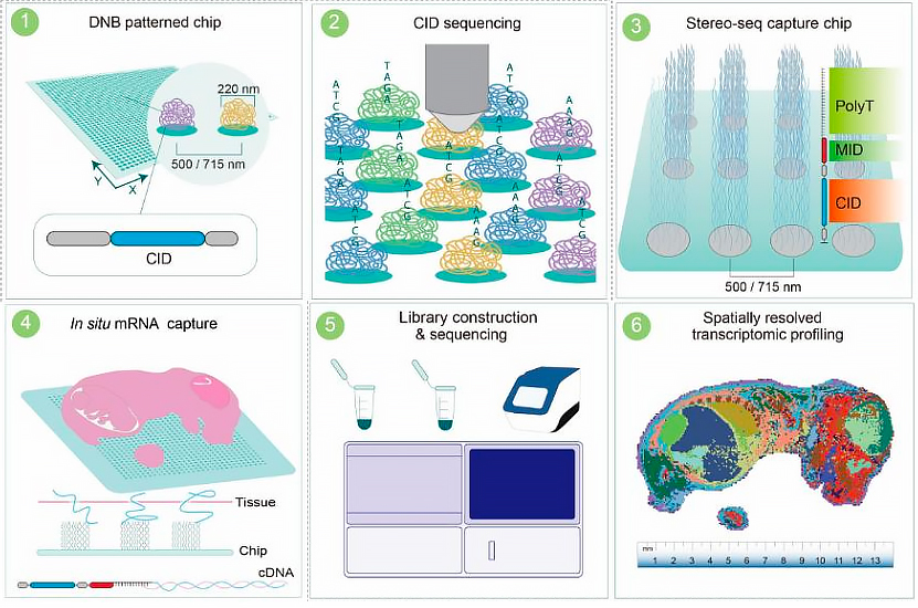 stereo-seq-spatial-transcriptomics-workflow-step-by-step.png.webp