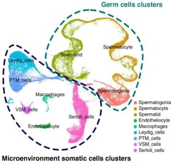 cell-subtype-annotation-germ-cells-somatic-cells-scrnaseq.webp cell-subtype-annotation-germ-cells-somatic-cells-scrnaseq.webp