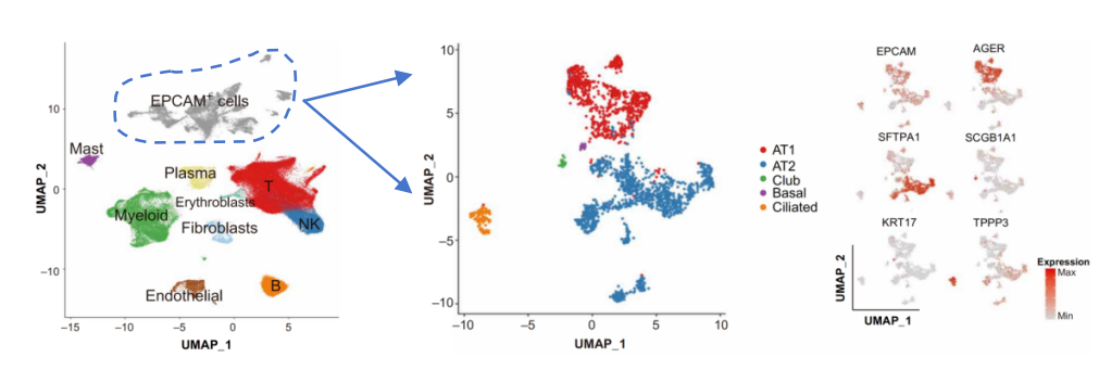 epcam-epithelial-cell-subclustering-marker-based-annotation-scrnaseq.webp