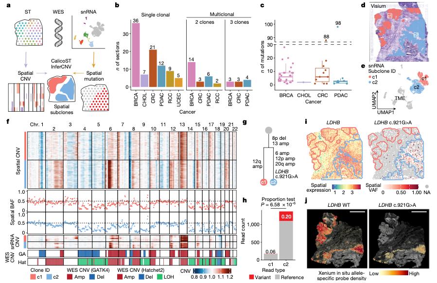 figure-1-xenium-in-situ-mapping-reveals-spatial-segregation-of-tumor-subclones.jpg