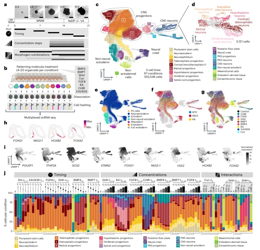 human neural organoid patterning scRNA atlas human neural organoid patterning scRNA atlas