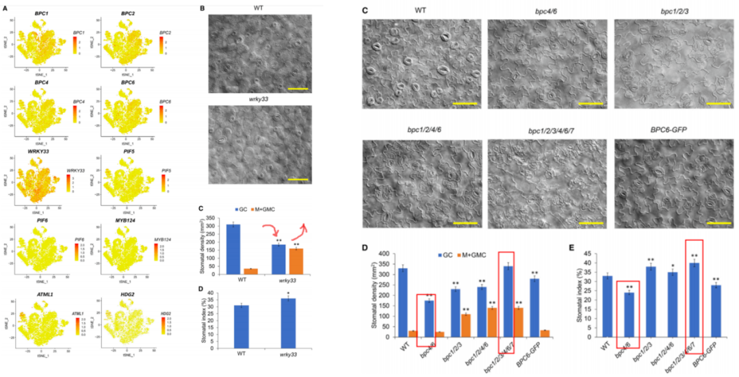 BPC_TFs_stomatal_regulation.webp BPC_TFs_stomatal_regulation.webp