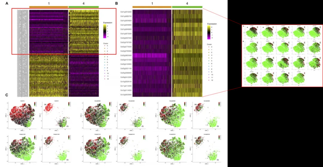 Cluster4_vs_Cluster1_DEGs_19_upregulated.webp Cluster4_vs_Cluster1_DEGs_19_upregulated.webp