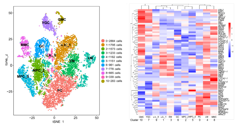 Heatmap_top10_marker_genes.webp
