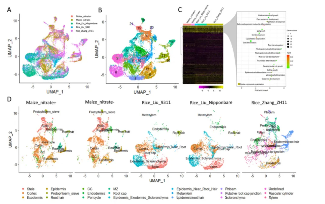 Maize_rice_root_cross_species_conserved_genes_UMAP.webp Maize_rice_root_cross_species_conserved_genes_UMAP.webp