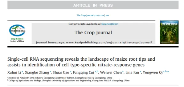 Maize_root_nitrate_response_scRNA_seq.webp Maize_root_nitrate_response_scRNA_seq.webp