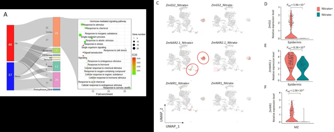 Maize_root_tip_scRNA_seq_nitrate_response.webp Maize_root_tip_scRNA_seq_nitrate_response.webp