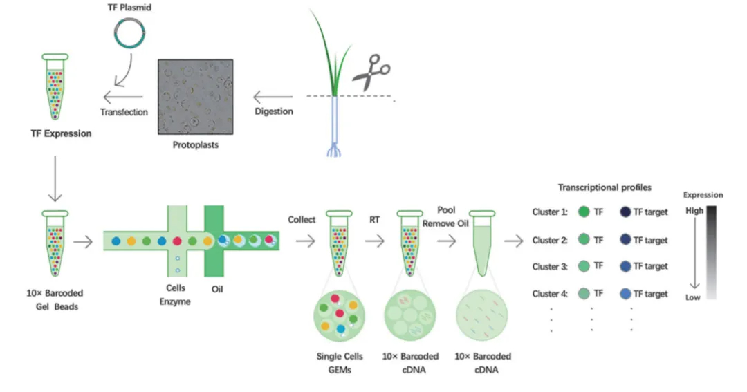 OsNAC78_TF_target_scRNA_seq.webp OsNAC78_TF_target_scRNA_seq.webp