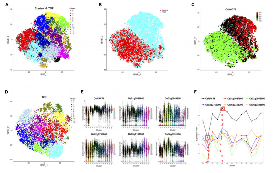 OsNAC78_high_low_expression_clusters.webp OsNAC78_high_low_expression_clusters.webp