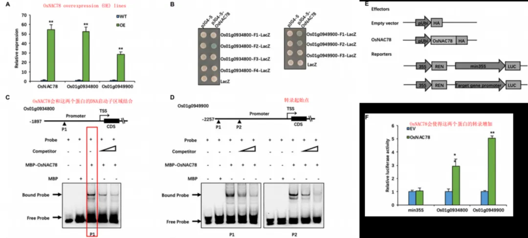 OsNAC78_target_genes_validation_EMSA_luciferase.webp OsNAC78_target_genes_validation_EMSA_luciferase.webp