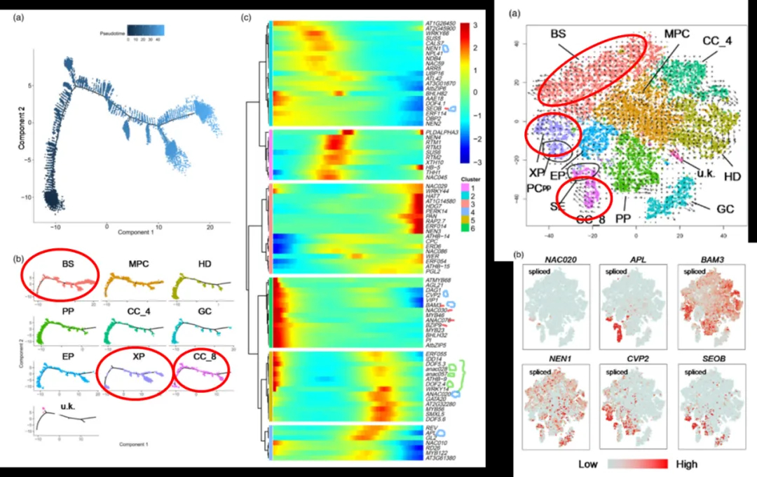 Pseudotime_RNA_velocity_BS_XP_CC8_vein_development.webp Pseudotime_RNA_velocity_BS_XP_CC8_vein_development.webp