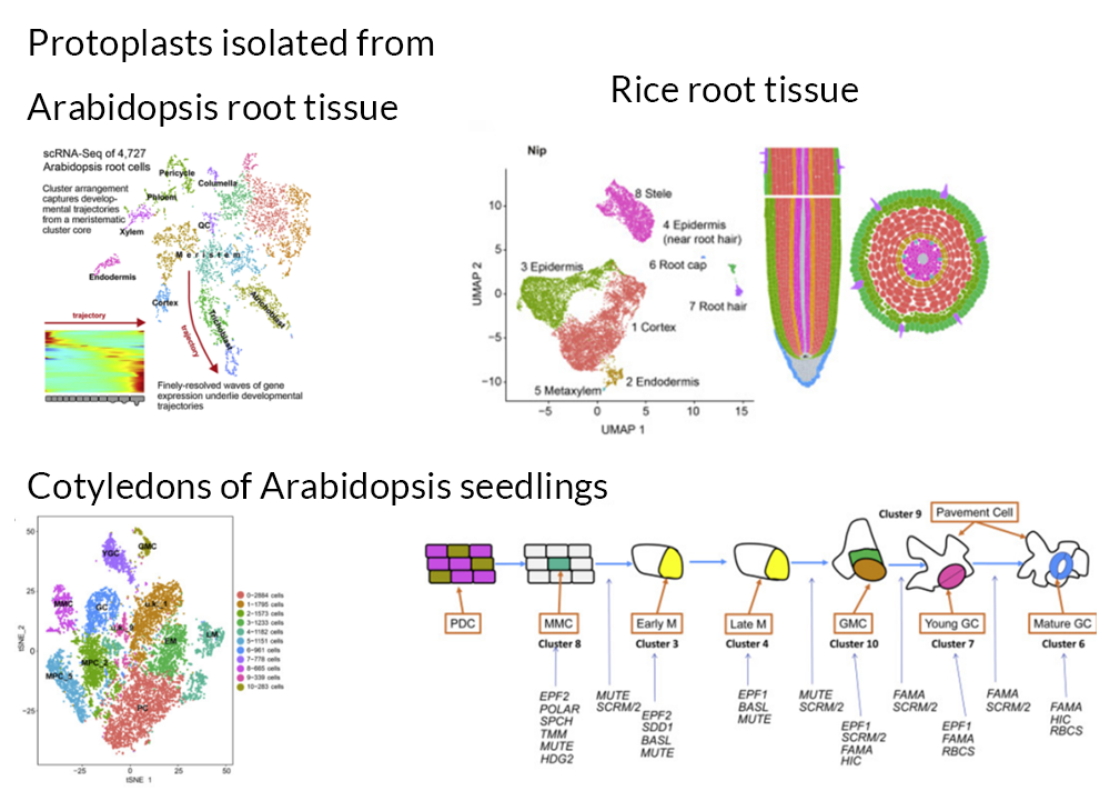 Root_cell_heterogeneity_scRNA_seq.webp Root_cell_heterogeneity_scRNA_seq.webp