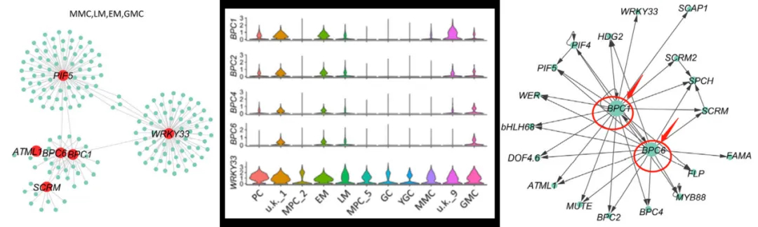 Stomatal_TF_coexpression_network.webp Stomatal_TF_coexpression_network.webp