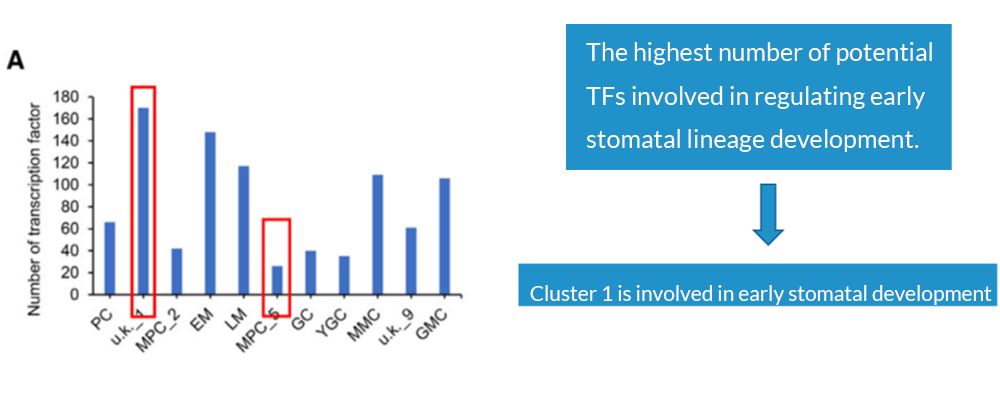 TF_counts_per_cell_type_stomatal_development.webp TF_counts_per_cell_type_stomatal_development.webp