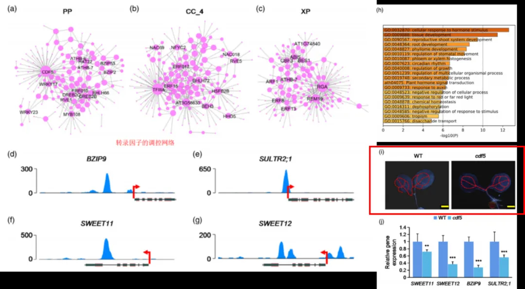 TF_regulatory_network_vein_development_CDF5_ERF15_RGA.webp TF_regulatory_network_vein_development_CDF5_ERF15_RGA.webp