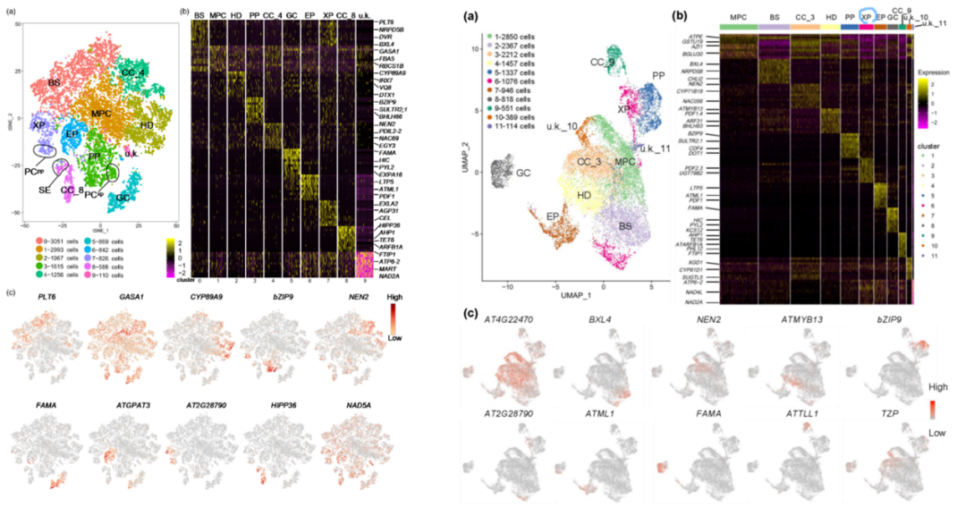 UMAP_cell_clusters_leaf_vein.webp UMAP_cell_clusters_leaf_vein.webp