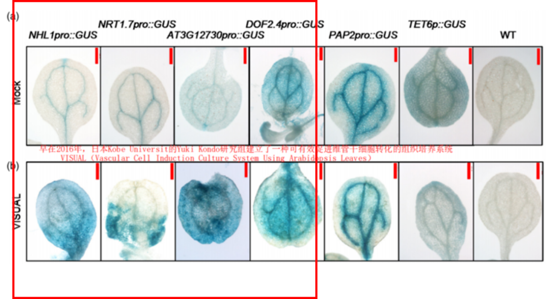 Vein_development_activated_genes_GUS_validation.webp Vein_development_activated_genes_GUS_validation.webp
