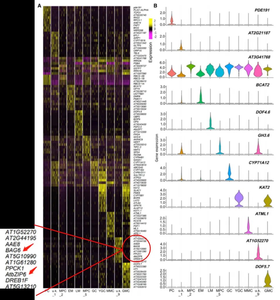 Violin_plot_top10_marker_genes.webp