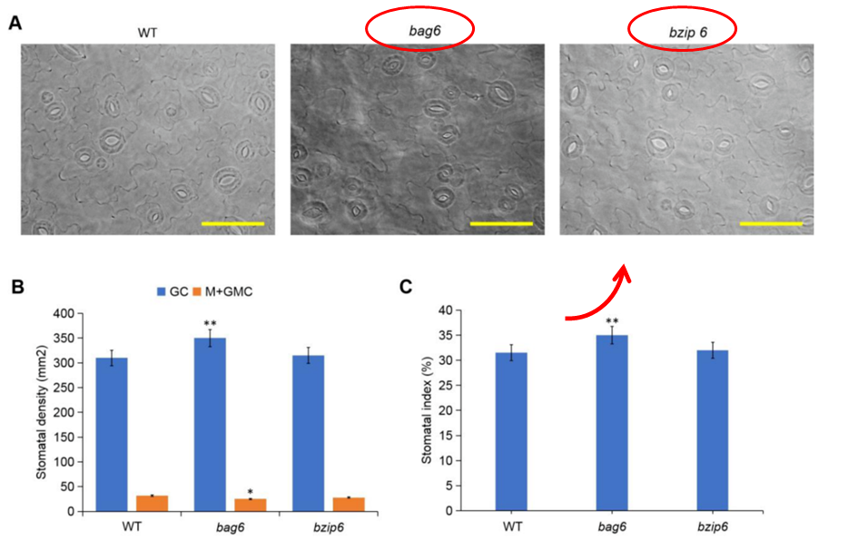 bag6_bzip6_stomatal_index_validation.webp bag6_bzip6_stomatal_index_validation.webp