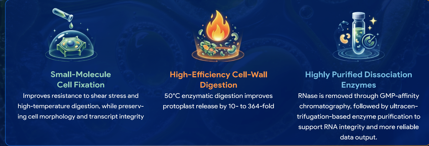 Fx-Cell-Plant-Singlecell-Sequencing.webp Fx-Cell-Plant-Singlecell-Sequencing.webp