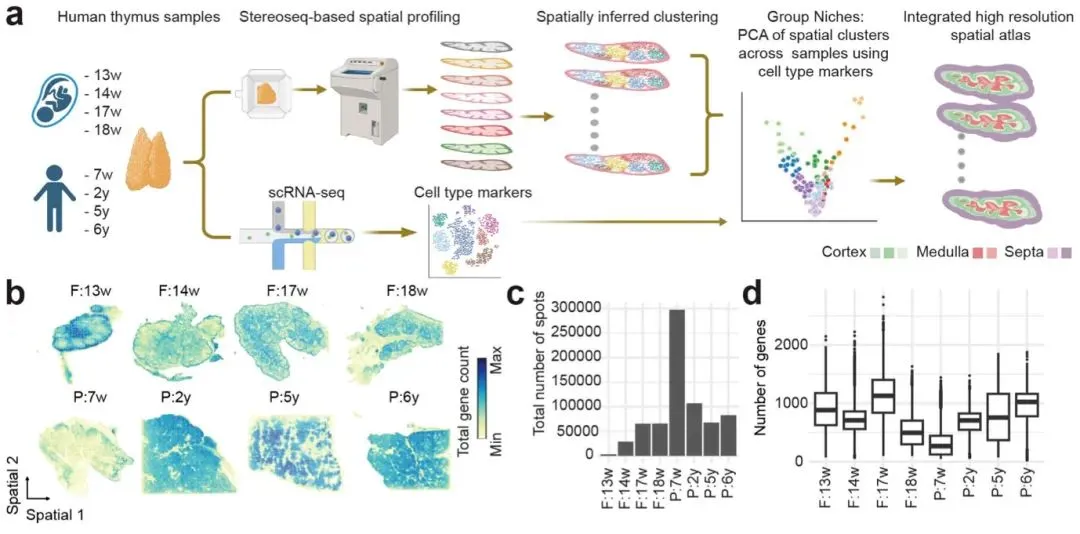 high-resolution-spatial-transcriptomic-atlas-human-fetal-pediatric-thymus.webp