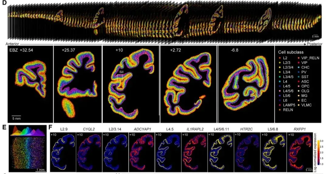 macaque-coronal-slices-264-cell-types-23-subclasses.webp