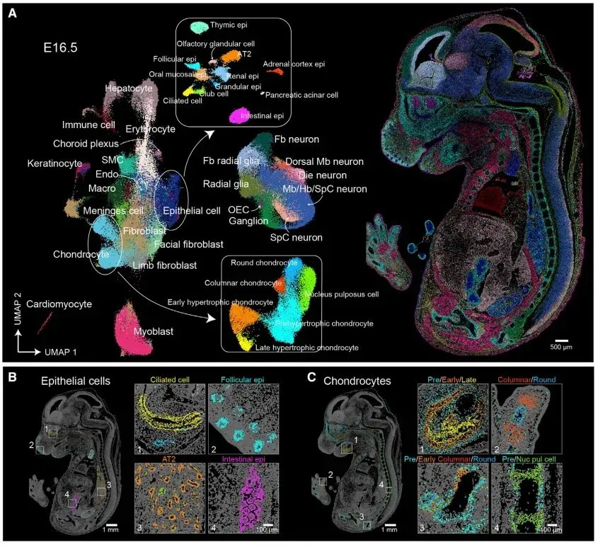 mouse-embryonic-development-atlas-cell.webp