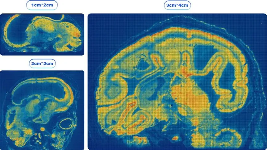stereo-seq-customizable-chip-analysis.webp