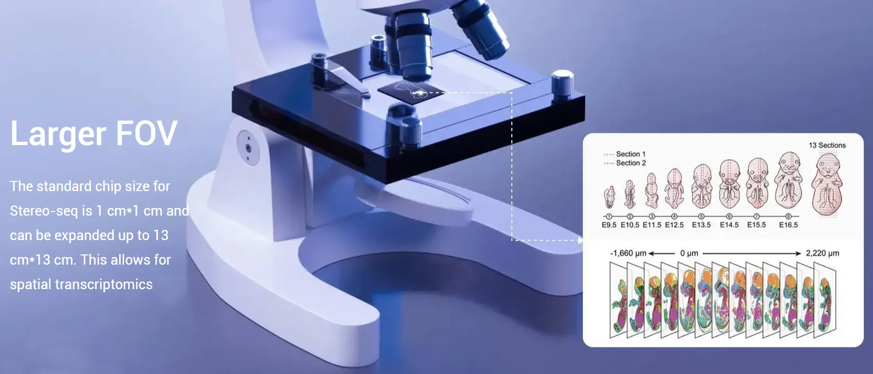 stereo-seq-large-format-chip-13cm-fov-spatial-transcriptomics.webp