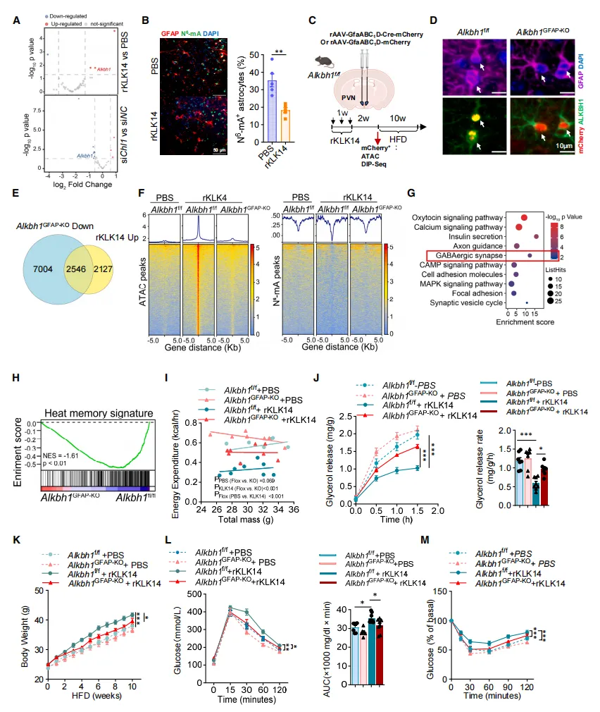 alkbh1-klk14-lrrc7-astrocyte-epigeneticmemory-cell2026.webp alkbh1-klk14-lrrc7-astrocyte-epigeneticmemory-cell2026.webp