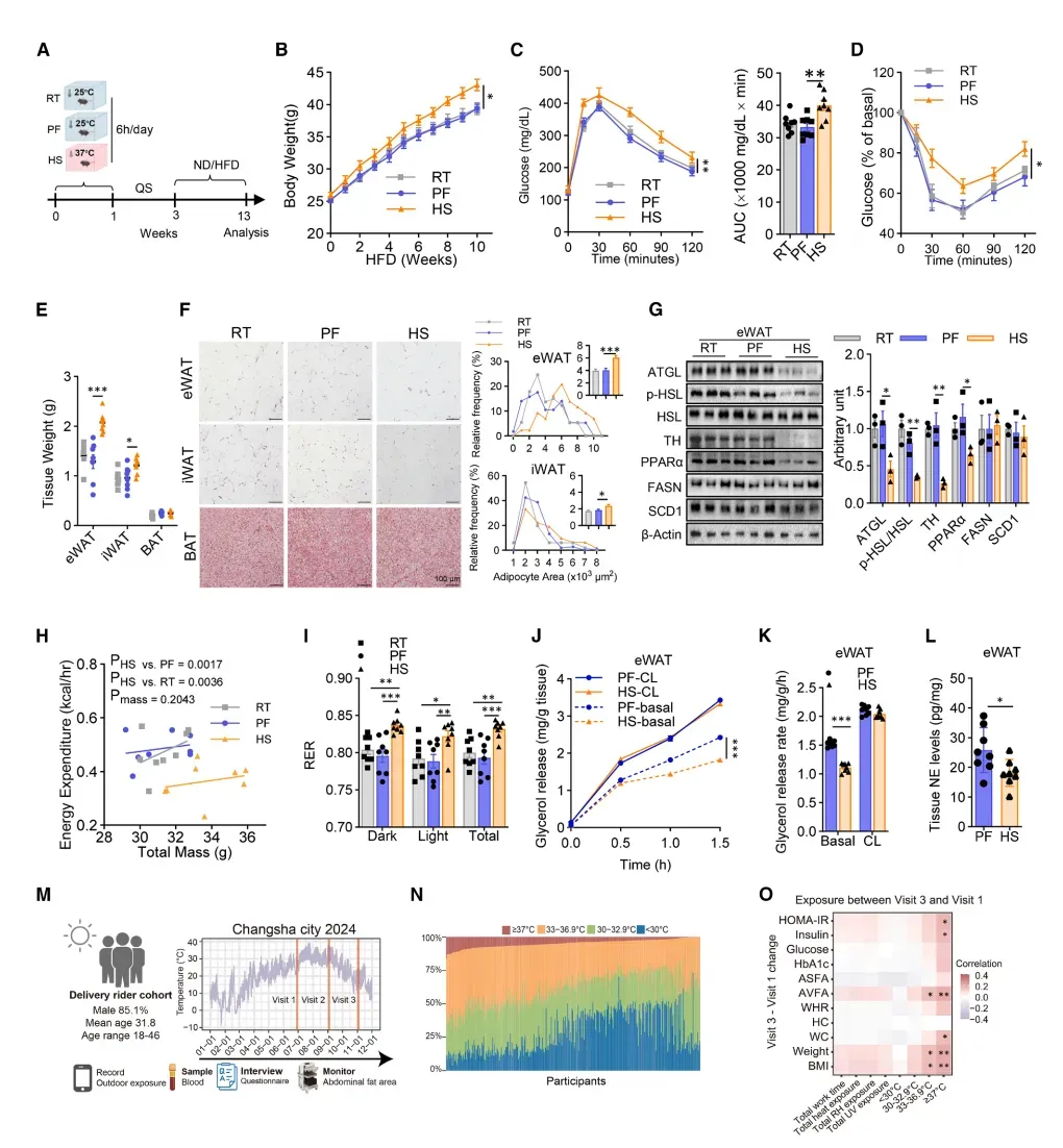 heatstress-metabolicdysfunction-mice-humans-cell2026.webp heatstress-metabolicdysfunction-mice-humans-cell2026.webp