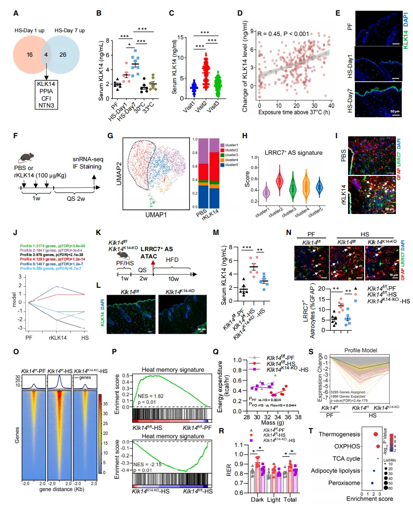 klk14-lrrc7-astrocytes-heatimprinting-skinderived-cell2026.webp klk14-lrrc7-astrocytes-heatimprinting-skinderived-cell2026.webp
