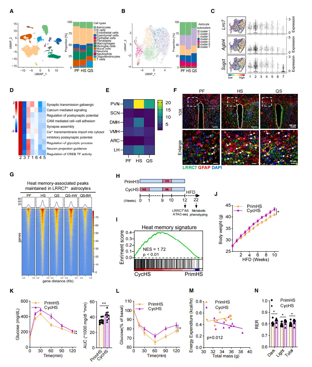 lrrc7-astrocytes-hypothalamus-epigeneticmemory-heatstress-umap-cell2026.webp lrrc7-astrocytes-hypothalamus-epigeneticmemory-heatstress-umap-cell2026.webp
