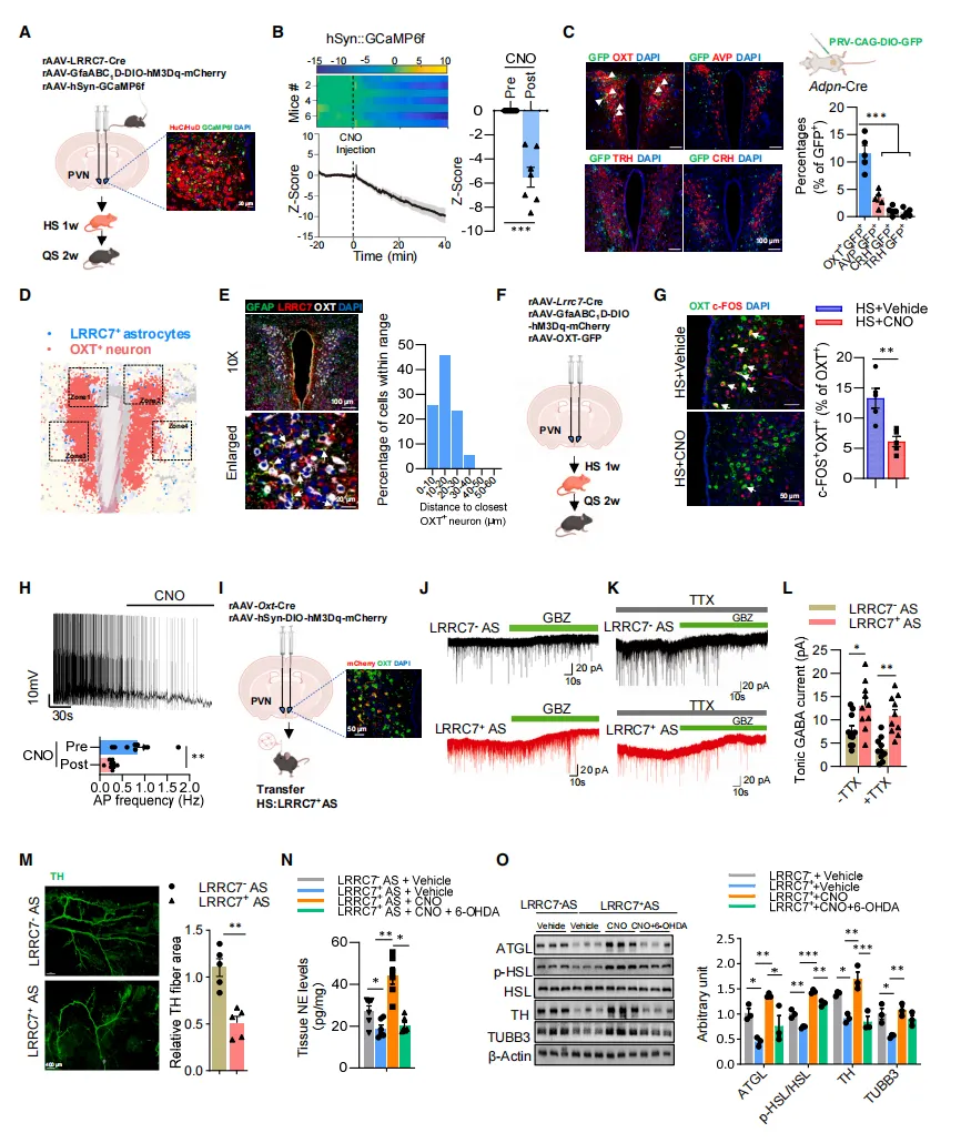 lrrc7-astrocytes-pvn-oxt-sns-visceralfat-cell2026.webp lrrc7-astrocytes-pvn-oxt-sns-visceralfat-cell2026.webp