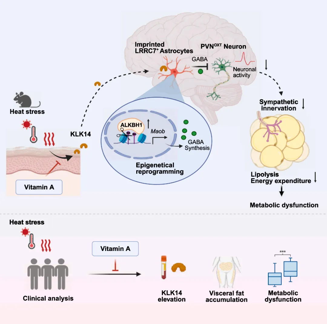 skinhypothalamusaxis-klk14-lrrc7-gaba-metabolic-cell2026.webp skinhypothalamusaxis-klk14-lrrc7-gaba-metabolic-cell2026.webp