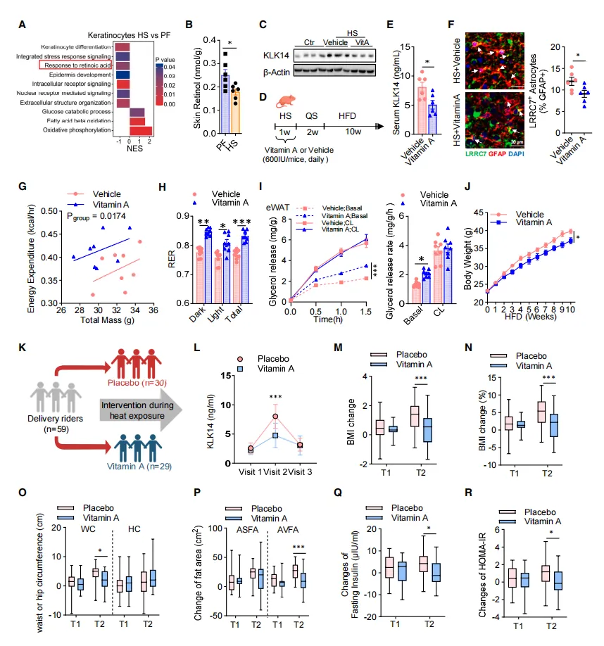 vitamina-klk14-heatstress-metabolicdysfunction-cell2026.webp vitamina-klk14-heatstress-metabolicdysfunction-cell2026.webp